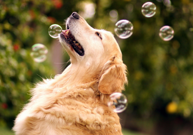 Dog Catching Bubbles